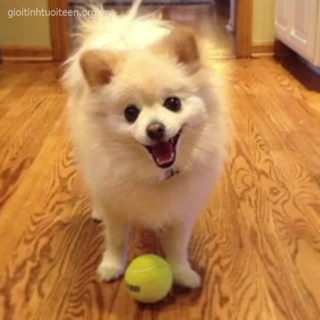 Chó cười nghịch ngợm khiến người xem cười nghiêng ngả.