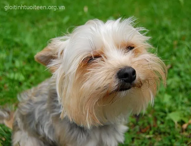 Chó cười lanh lợi toát ra sự hoạt bát dễ thương.