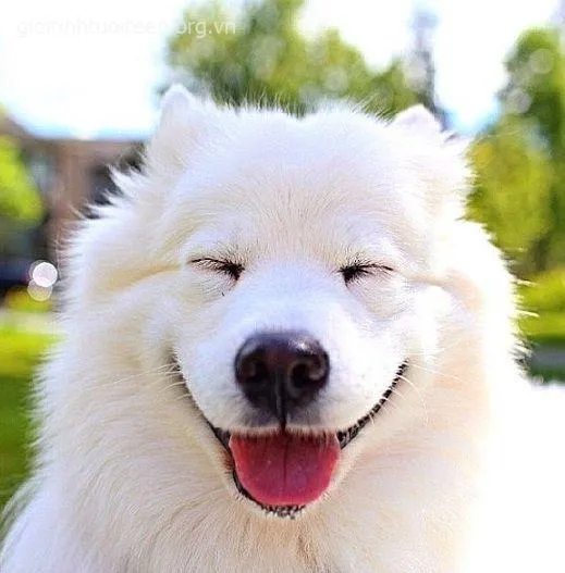 Chó cười toe toét trông lầy lội nhưng cực cute.