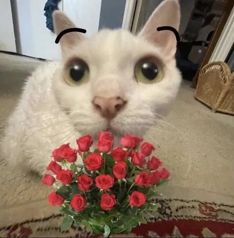 Mèo nhỏ hồn nhiên, cầm hoa với vẻ mặt duyên.