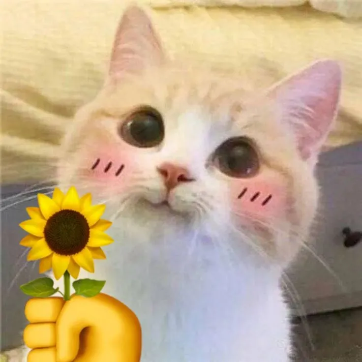 Meme mèo hài hước, tặng hoa khiến ai cũng bật cười.
