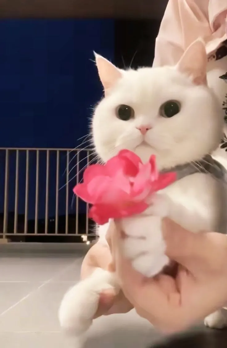 Hình mèo cute, trao hoa bằng ánh mắt ngây thơ.