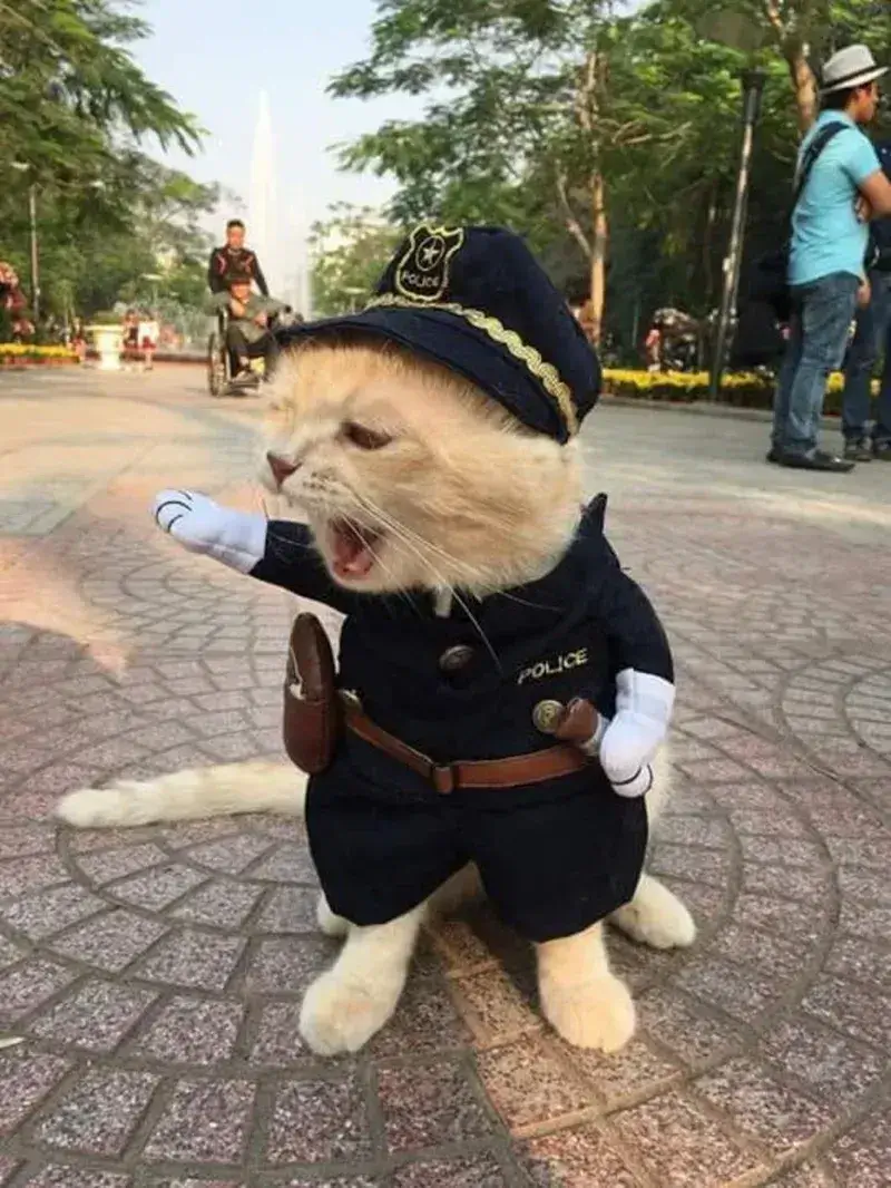 Ảnh chế công an mèo bá đạo siêu độc đáo