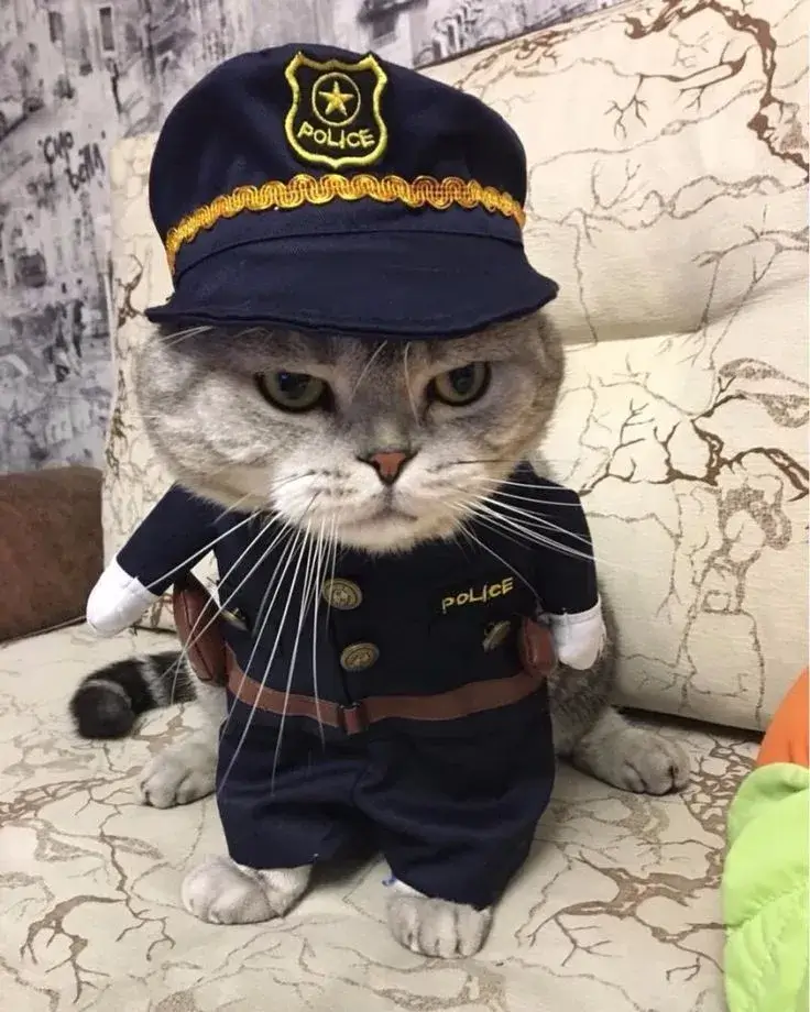 Meme mèo cảnh sát nghiêm túc nhưng lại buồn cười