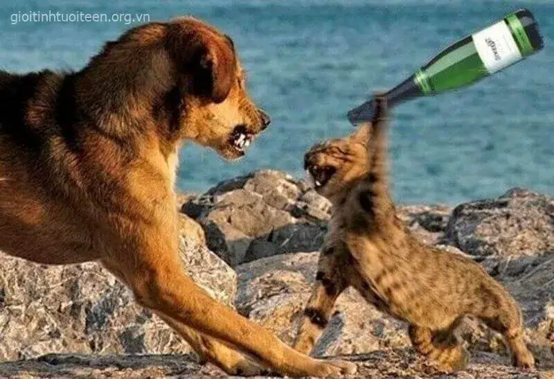 Mèo cam cầm chai rượu phang lên đầu chú chó hung dữ