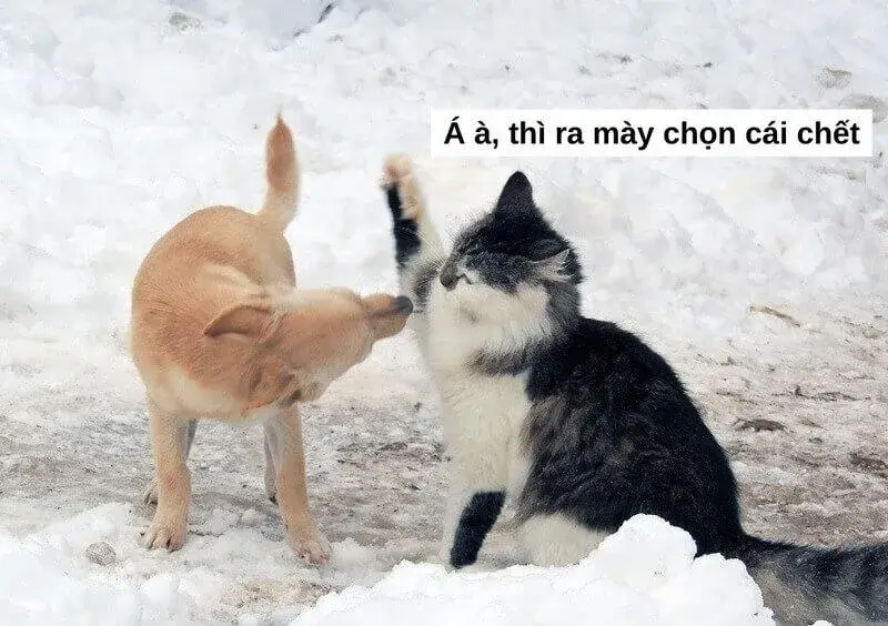 Chú mèo đánh đầu chú chó nhỏ 