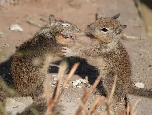 Ảnh hai chú chuột đánh nhau lăn vòng vòng.
