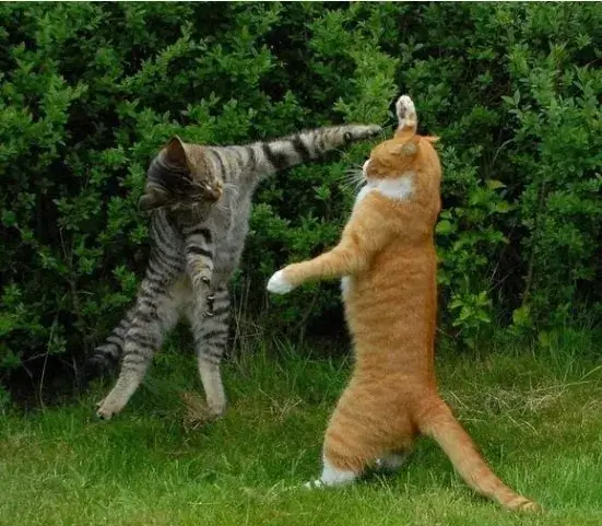 Ảnh meme 2 chú mèo đánh nhau cực gắt