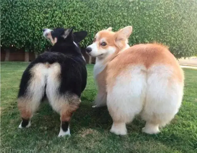 Hình tét vào đít quá lầy, nhìn vui nhộn.