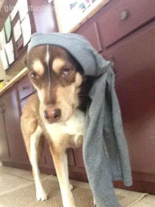 Biểu cảm chán chường nhưng vẫn đội quần giấu đi xấu hổ