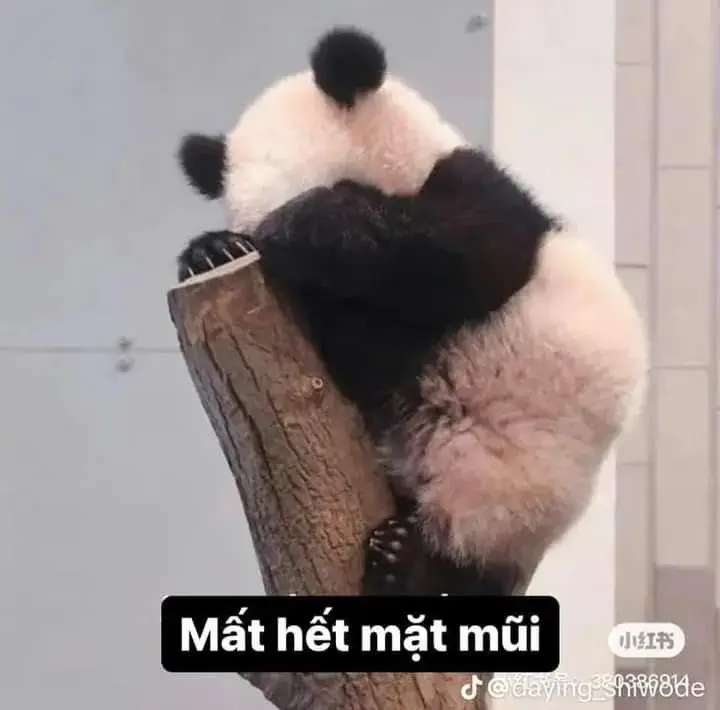 Ảnh chế gấu trúc mắc cỡ mất hết mặt mũi