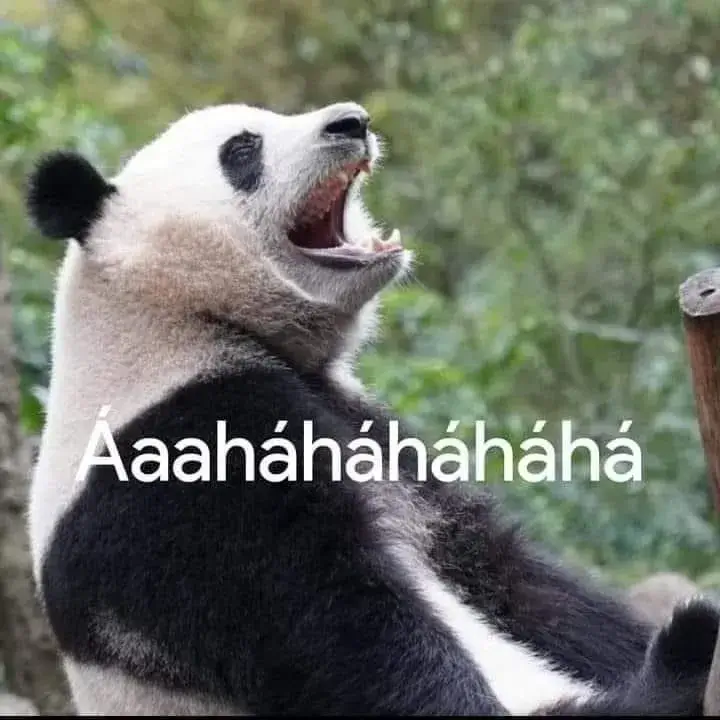 Gấu trúc cười hehe he với tư thế ngồi xổm bá đạo