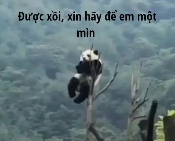 Meme gấu trúc bá đạo trèo lên cây do tủi thân