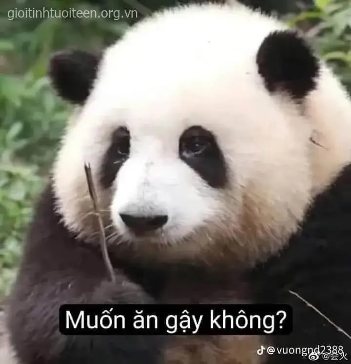 Meme gấu trúc khóc cay đắng nhưng nhìn lại rất lầy.