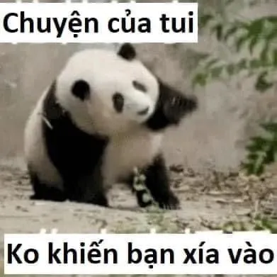 Meme gấu trúc cãi ngang, ánh mắt phản kháng rõ ràng.
