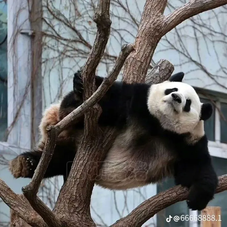 Gấu trúc cãi cùn, biểu cảm khó chịu nhưng dễ thương.