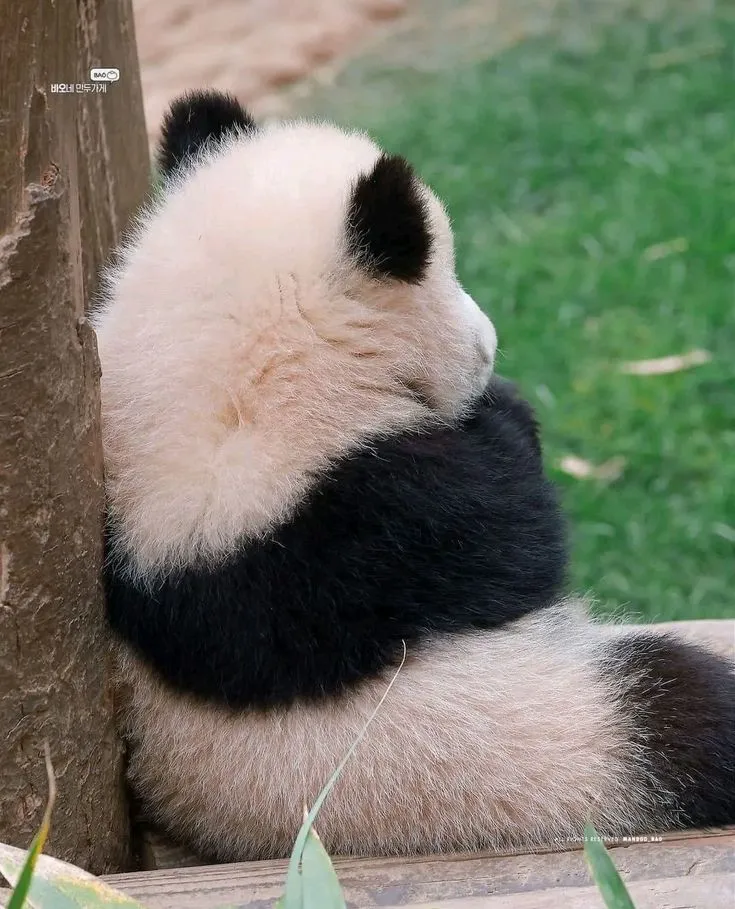 Gấu trúc dỗi, ánh mắt lườm lườm cực kỳ giận dữ.