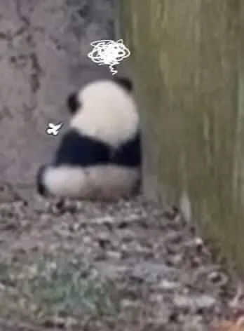 Biểu cảm gấu trúc giận lẫy, quay mặt vào tường