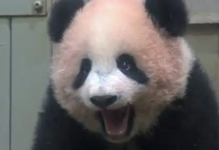 Gấu trúc phẫn nộ, gương mặt khó chịu cực kỳ đáng sợ.