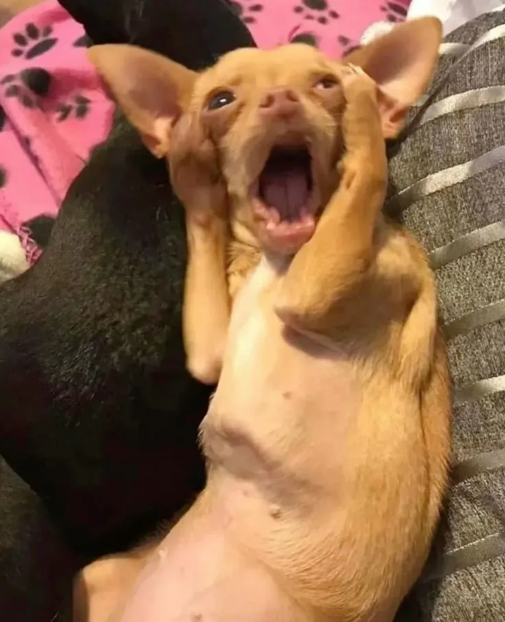 Meme há mồm ngạc nhiên cực đáng yêu