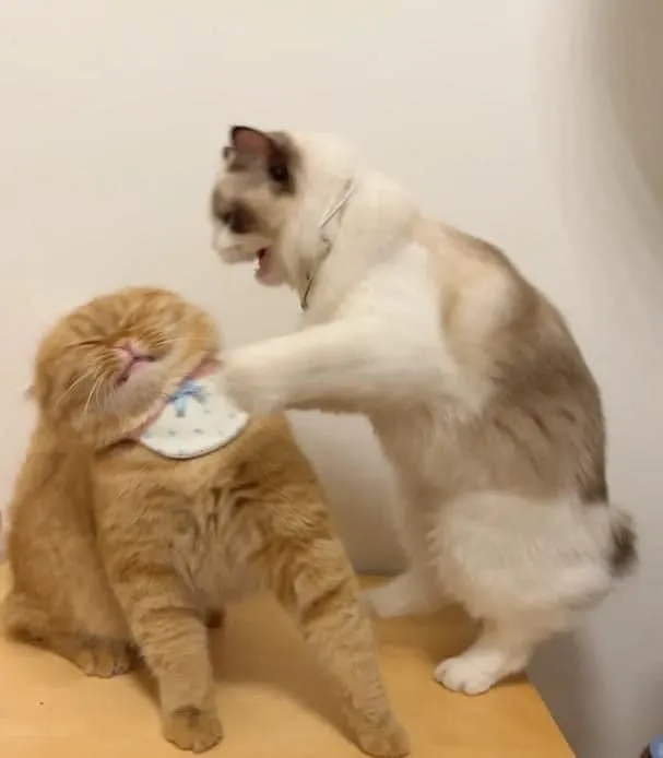 Chú mèo túm cổ chú mèo khác