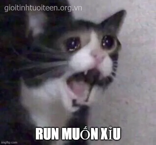 Meme hoảng hốt siêu ngáo khiến ai bật cười