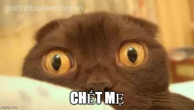 Meme kinh hãi cực vui lan truyền mạnh