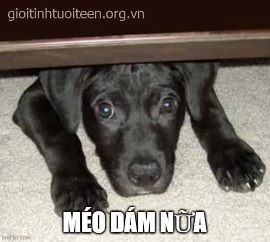 Biểu cảm thảng thốt buồn cười vô đối