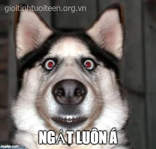 Meme hoảng loạn ngộ nghĩnh lan tỏa niềm vui