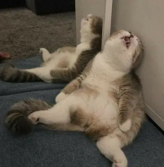 Meme mèo bó tay khuôn mặt chán chường cực hợp tình huống