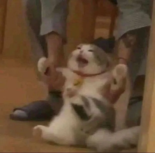 Ảnh mèo bó tay gương mặt buồn bã cực lầy lội