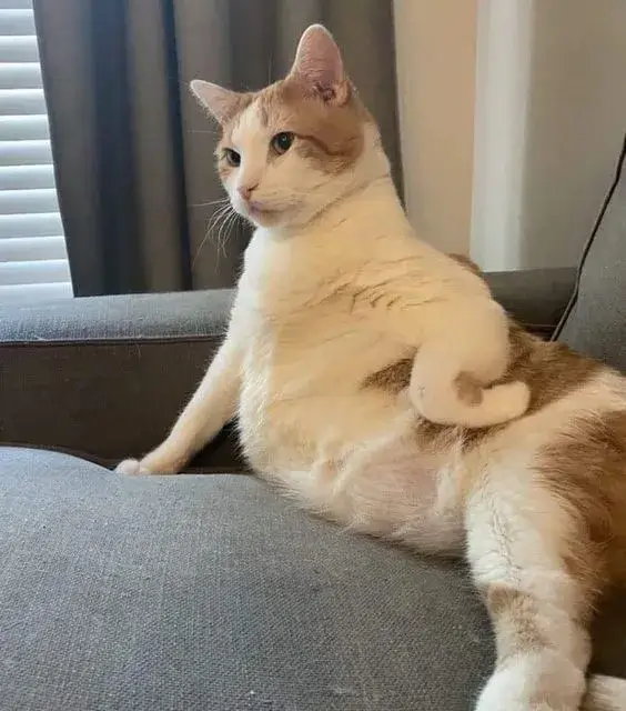 Meme mèo bất lực biểu cảm chịu thua cực dễ thương