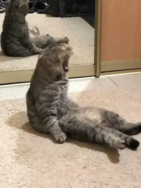 Meme mèo bó tay gương mặt khó xử cực lầy