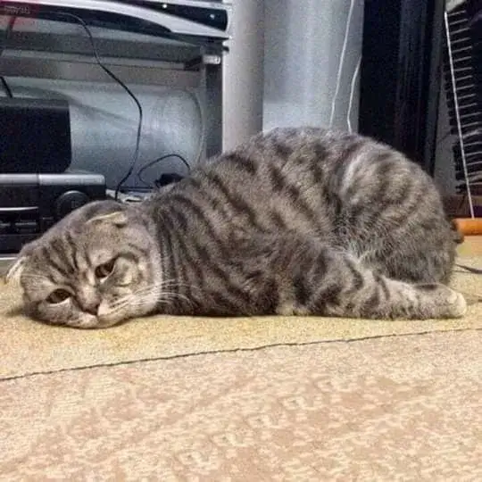 Hình mèo bó tay biểu cảm chán nản cực hài hước