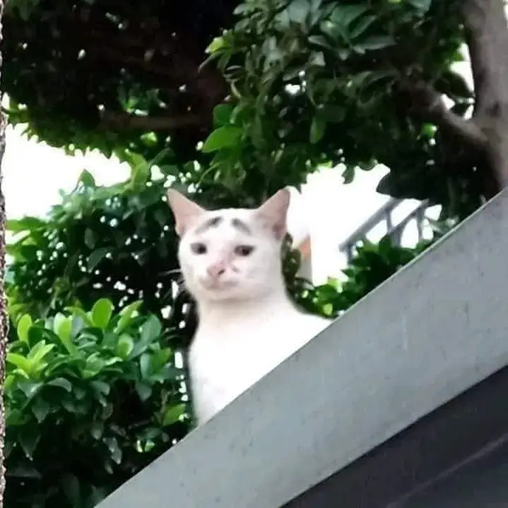 Hình mèo bất lực ánh mắt cam chịu cực buồn cười