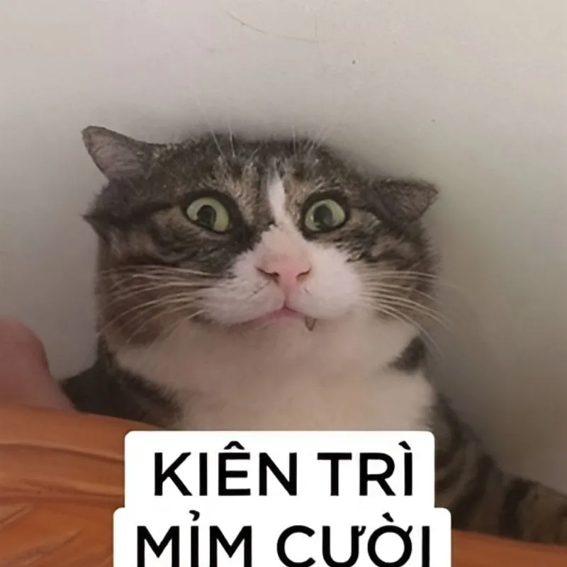 Meme mèo bó tay ôm đầu, gương mặt bất lực kinh điển
