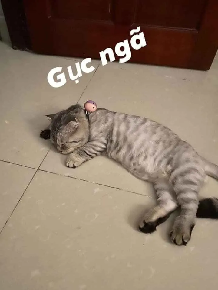 Ảnh mèo bất lực khuôn mặt chán chường đầy thú vị