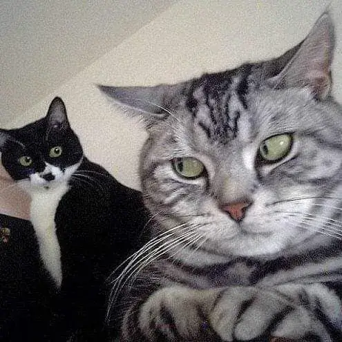 Ảnh mèo bất lực gương mặt khó đỡ cực hài hước