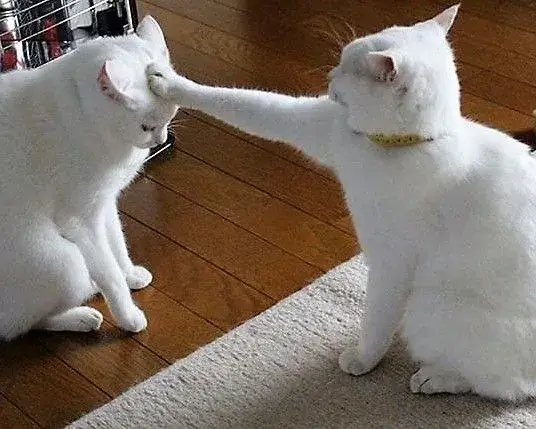 Hình mèo bó tay ánh nhìn chán chường cực bá đạo