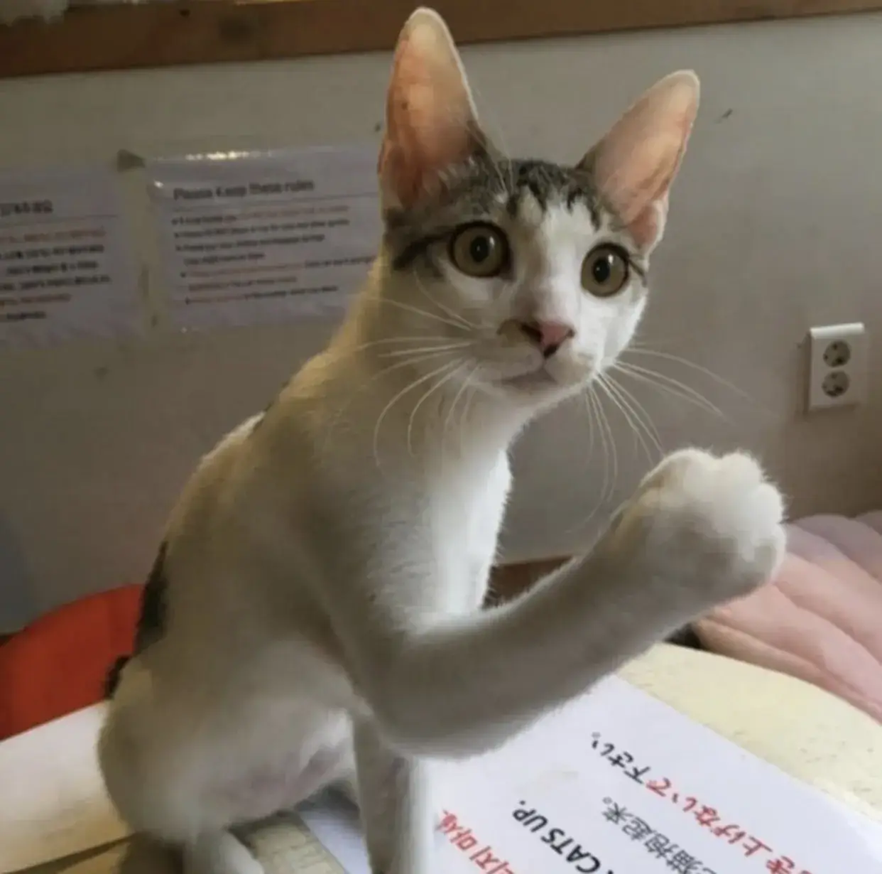 Meme mèo bất lực biểu cảm ngán ngẩm rõ rệt buồn cười