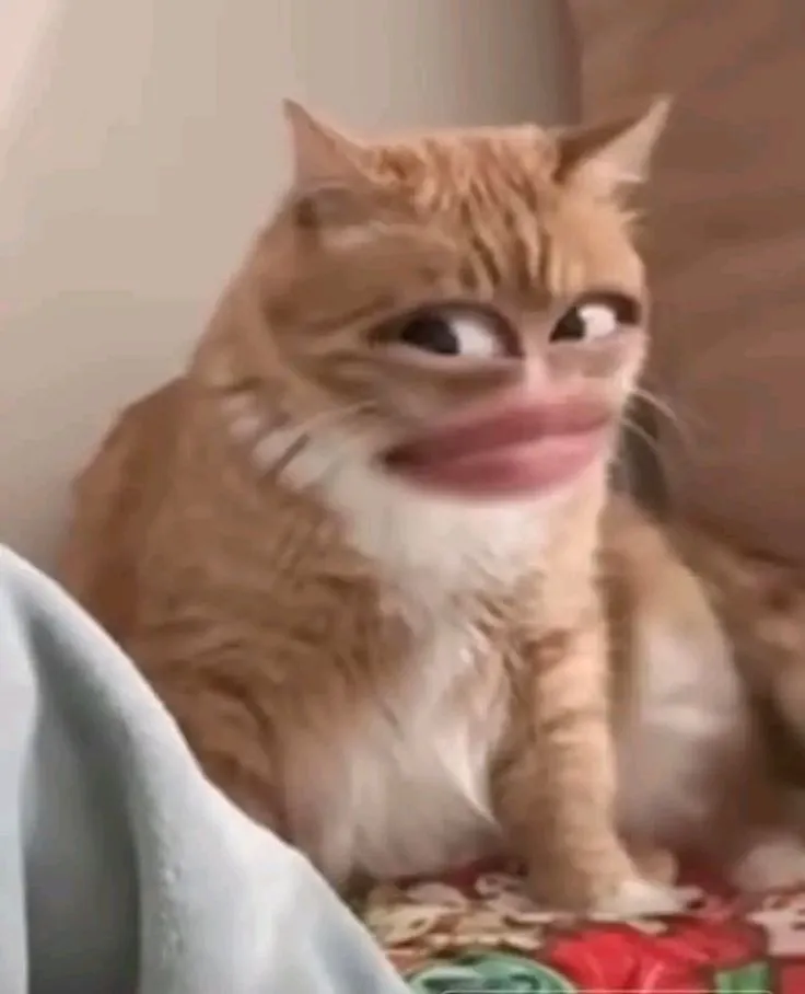 Meme mèo thở dài chán nản, ánh mắt bất lực rõ rệt