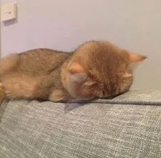 Hình mèo nằm ngửa ra sàn, bất lực đến tuyệt vọng