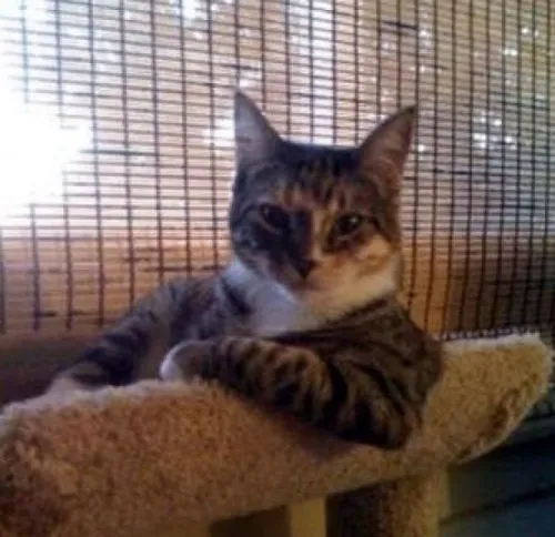 Meme mèo bất lực chống tay lên trán nhìn xa