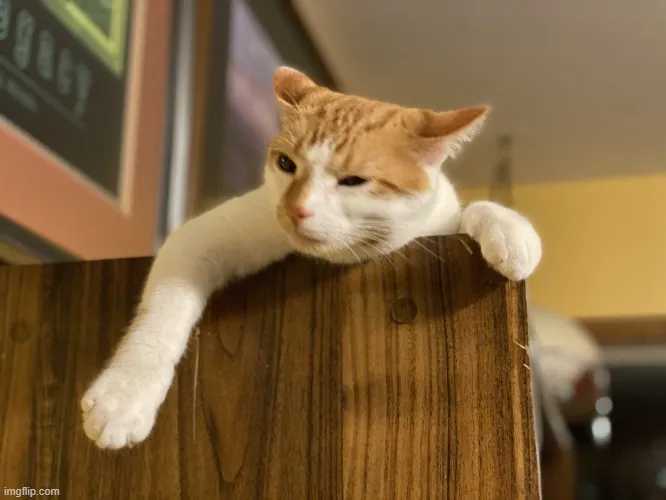 Hình mèo thẫn thờ, ánh mắt bất lực nhìn vô định