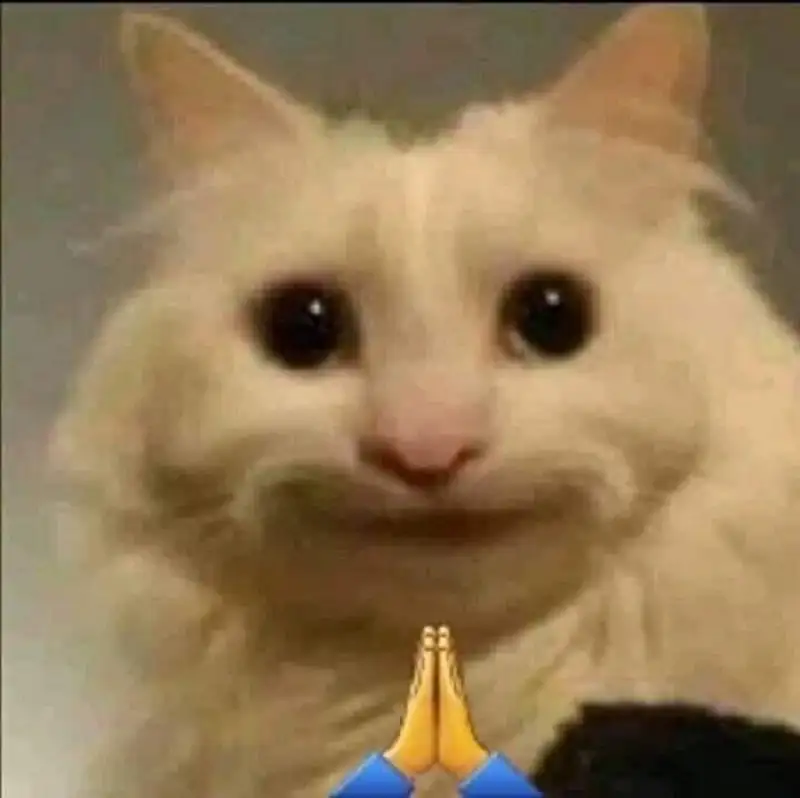 Hình mèo bất lực ánh mắt cạn lời đầy mệt mỏi