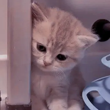 Hình mèo bó tay ánh nhìn ngán ngẩm cực buồn cười