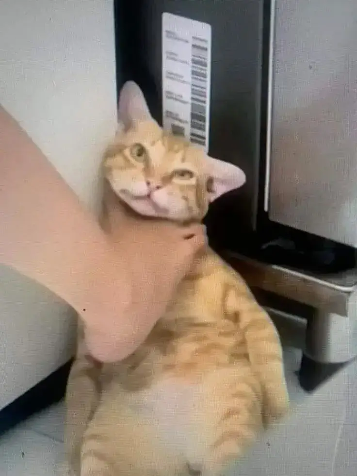 Meme mèo bất lực ánh mắt cam chịu cực troll