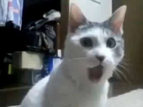 Biểu cảm sốc mèo há mồm, gương mặt cực kỳ troll