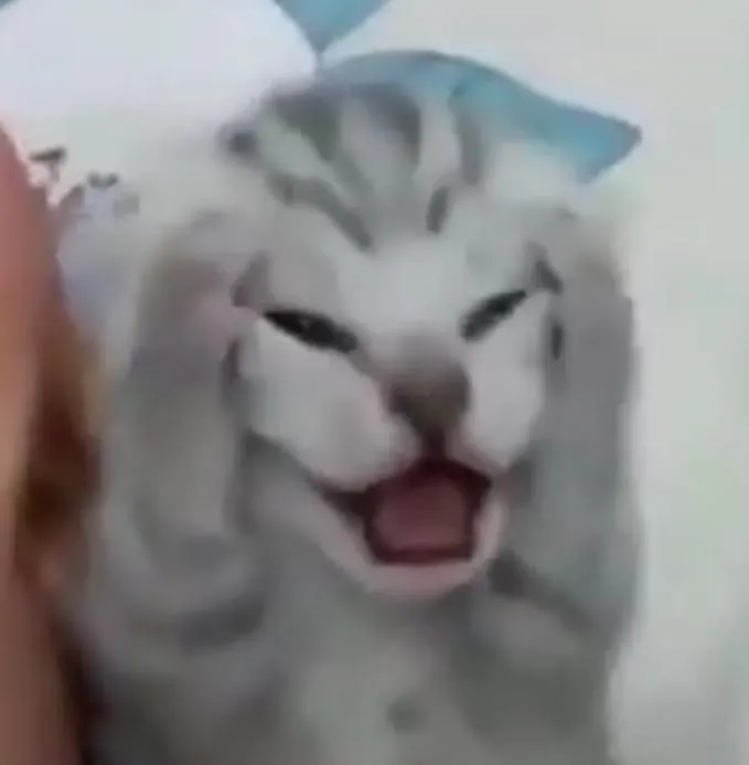 Biểu cảm bất ngờ mèo trố mắt, dáng đứng lạc lõng