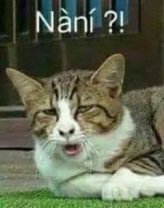 Mèo choáng váng gương mặt méo mó, ánh mắt run rẩy